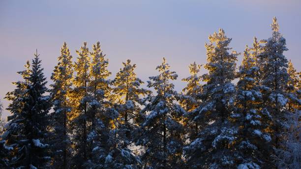 冬の日差しの中で照らされた木々の列 - sidelit ストックフォトと画像