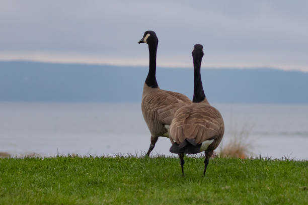 istock Pair of Canada Geese Promenading  Through the Park 1370794101