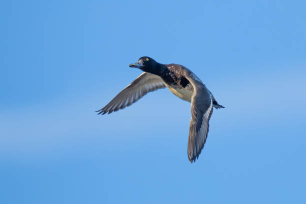 istock Scaup Duck in Flight on a Bluebird Day 1370794189