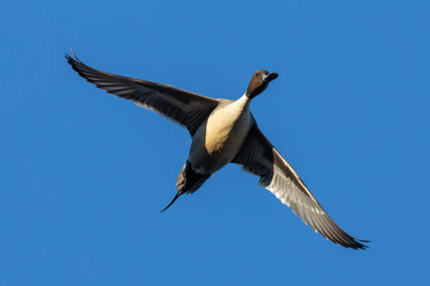 istock Handsome Drake Pintail Duck on a Bluebird Winter Day 1370794196