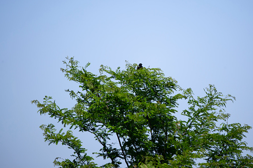 Male red-winged blackbird (Agelaius phoeniceus) perched on the top of a tree