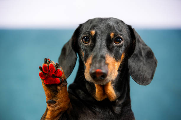 divertido y torpe perro salchicha pisado en pintura roja, ensuciando su nariz y almohadilla de patas, ahora esperando que el dueño los limpie, vista frontal. la mascota quiere dejar huella. - paint can fotografías e imágenes de stock