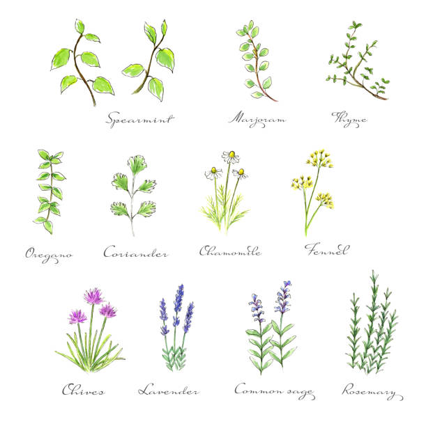 ilustrações, clipart, desenhos animados e ícones de conjunto de ilustração de aquarela de ervas - fennel vegetable food white background