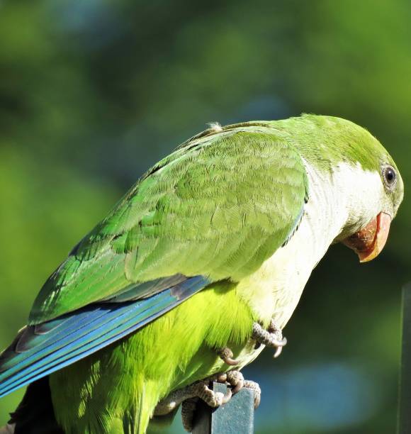 istock Monk parakeet (Cotorra - Myiopsitta monachus ). Argentine monk parakeet or monk parakeet. 1370801625