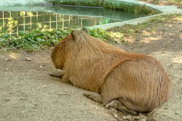 Photo of Capybara Hydrochoerus hydrochaeris