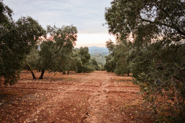 istock olive cultivation in Andalusia at sunset 1370803034