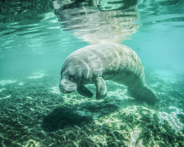 休息マナティー - manatee ストックフォトと画像