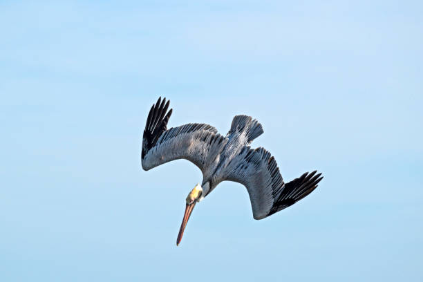 istock Brown Pelican Diving 1370805019