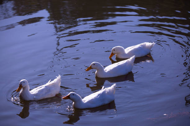 istock Four Snow Geese Swimming 1370805130