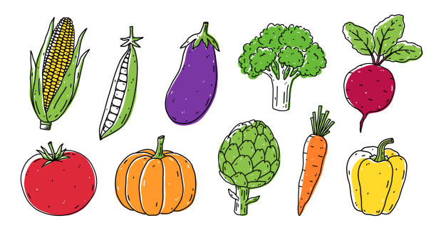 eine reihe von gemüse - mais, erbsen, auberginen, brokkoli, rote bete, tomaten, kürbis, artischocke, karotte und paprika. gesundes bio-essen. handgezeichnete vektorillustration im doodle-stil. - vegetable bell pepper green bell pepper pepper stock-grafiken, -clipart, -cartoons und -symbole