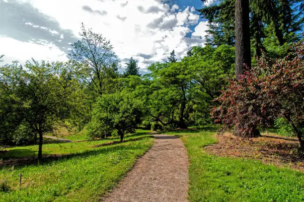 A beautiful summer day on the trails at the Portland Hoyt Arboretum, Oregon.