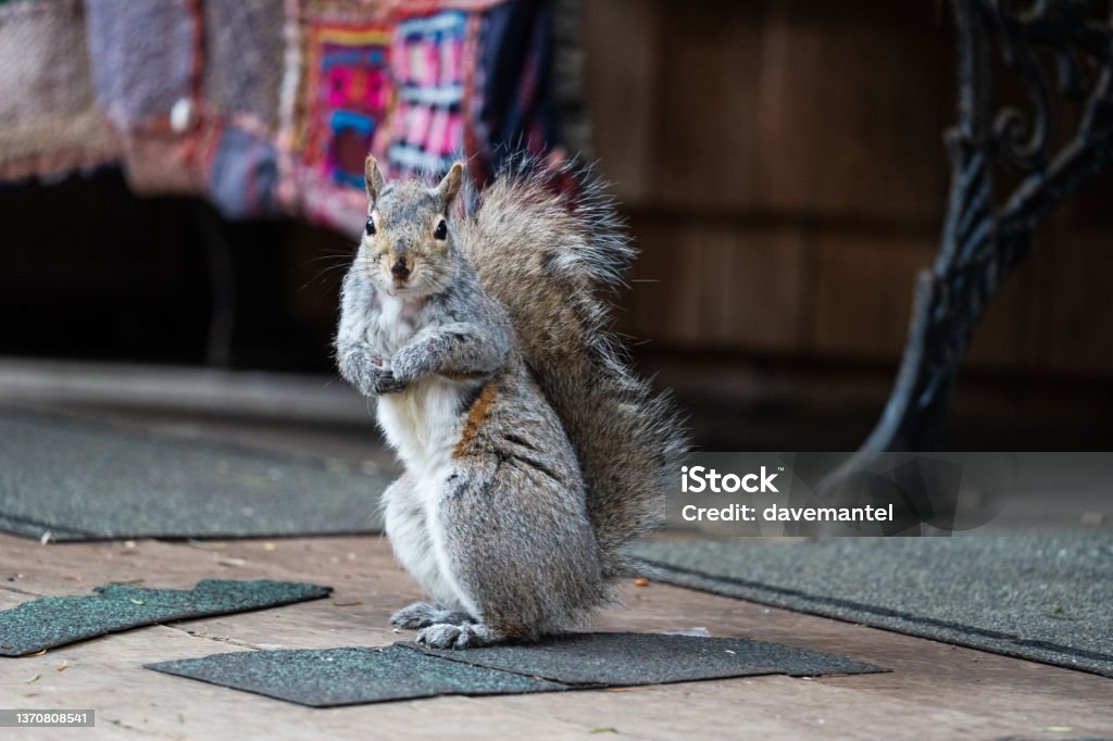 Squirrel Looking at Camera Squirrel scavenging for food on the ground. Animal Stock Photo