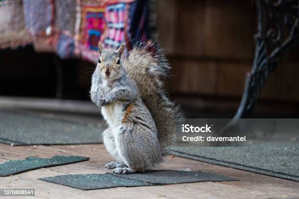 Squirrel Looking At Camera Stock Photo - Download Image Now - Animal, Animal Hair, Animal Themes