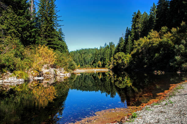 istock Humbolt Redwood State Park 1370809336