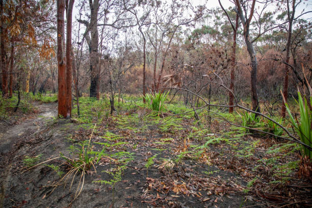 istock Sydney bushland recovering from wildfires 1370809350