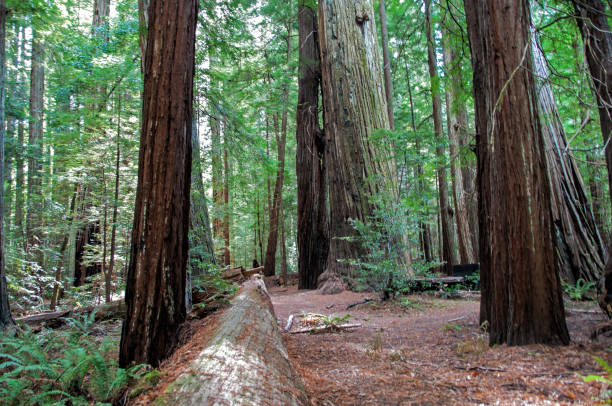 istock Humbolt Redwood State Park 1370809354