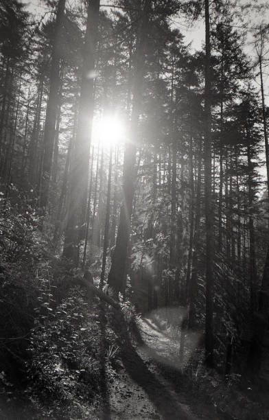 Sun Through Trees Black and White Film stock photo