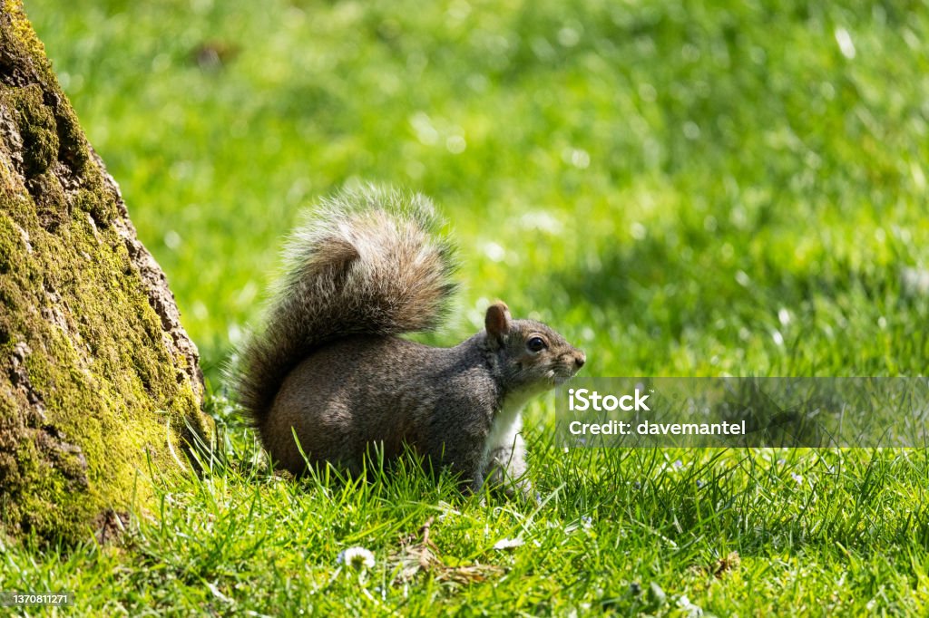 Squirrel Scavenging Food Squirrel scavenging for food on the ground. Public Park Stock Photo