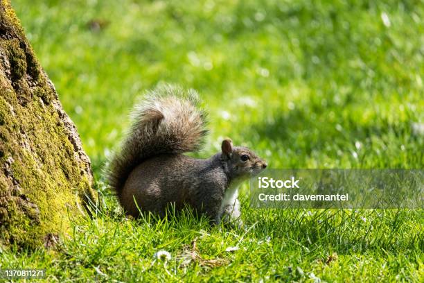 Squirrel Scavenging Food Stock Photo - Download Image Now - Public Park, Squirrel, Summer