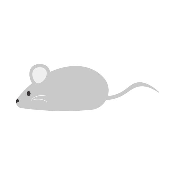 Cute Little Grey Cartoon Mouse Illustrations, Royalty-Free Vector Graphics  & Clip Art - iStock
