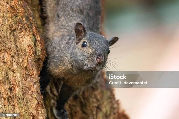 Squirrel Scavenging Food Stock Photo - Download Image Now - Animal, Animal Hair, Animal Themes