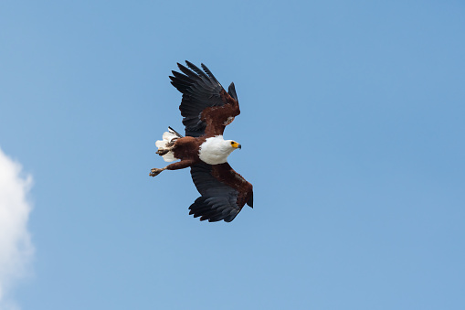 White-tailed Hawk (Geranoaetus albicaudatus) - Bird of Prey