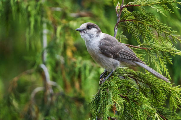 istock Steller Jay Looking for Food 1370812127
