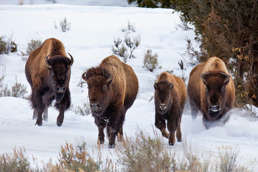 Grupo de bisontes corriendo photo