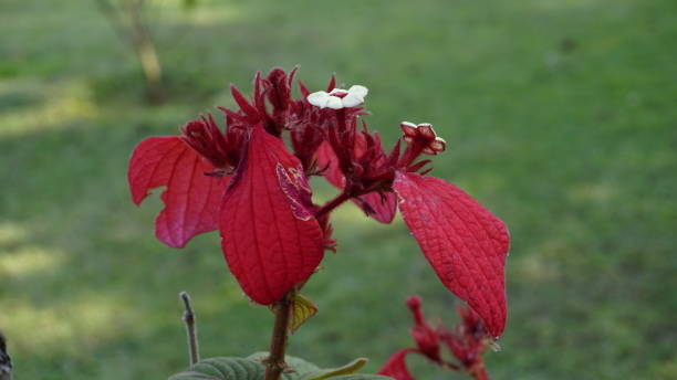 Mussaenda erythrophylla also known as Ashanti Blood Mussaenda erythrophylla also known as Ashanti Blood pink mussaenda flower stock pictures, royalty-free photos & images