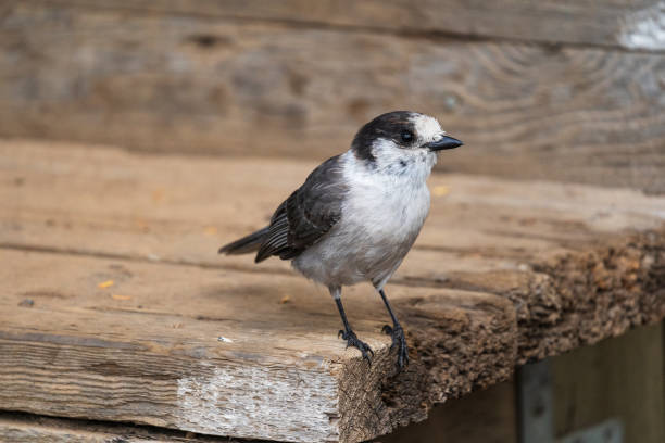 istock Steller Jay Waiting To Be Fed 1370812961