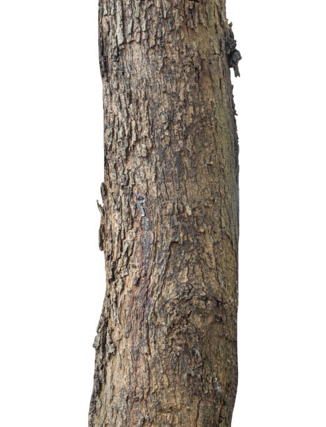 istock Trunk of a Tree Isolated On White Background 1370813071