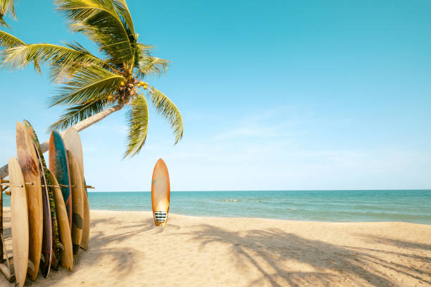 Surfboard and palm tree on beach in summer Surfboard and palm tree on beach with beach sign for surfing area. Travel adventure and water sport. relaxation and summer vacation concept. vintage color tone image. surf stock pictures, royalty-free photos & images