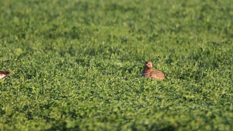 Little bustard walking in the grass