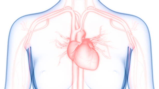istock Human Circulatory System Heart Anatomy 1370814560