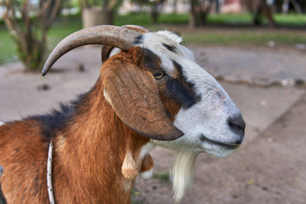 istock goat head in profile looking away. farm in Argentina 1370814943