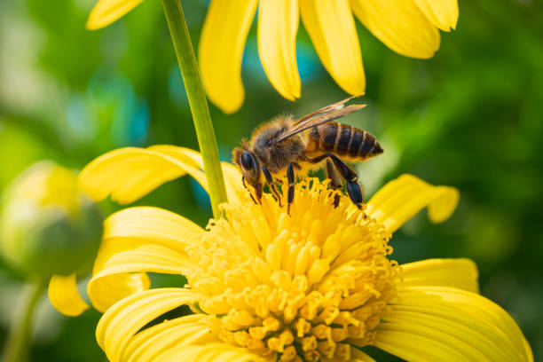 istock Bees on yellow flowers, macro close-up 1370815959