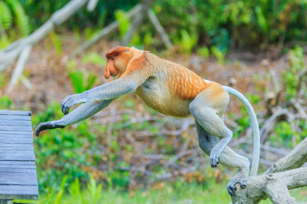 サルまたは鼻鼻腔炎 - monkey proboscis monkey malaysia island of borneo ストックフォトと画像