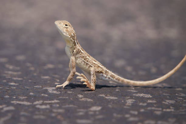 istock Dragon on a hot road 1370819503