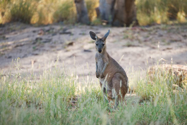 istock wallaroo stranding in the shade 1370819538