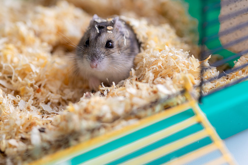 Funny hamster sits in cage, selective focus. High quality photo