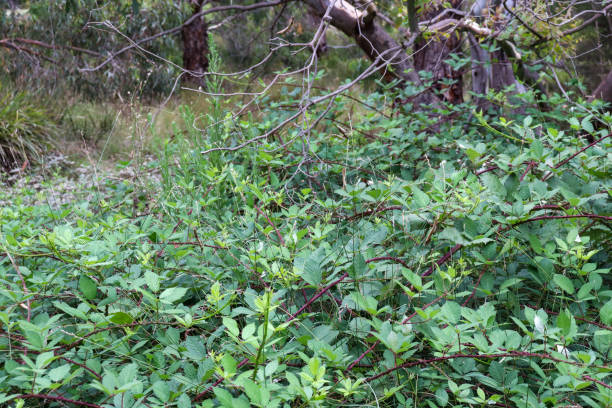 istock blackberries in bushland in selective focus 1370820490