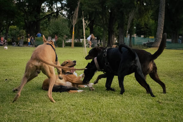 istock Dogs Family 1370822457