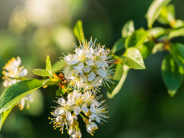 istock White cherry flowers. The branches of a blossoming Cherry tree with white flowers. 1370823467