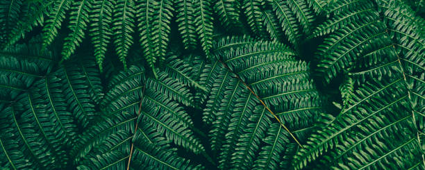 istock green fern leaf, dark nature background 1370825290
