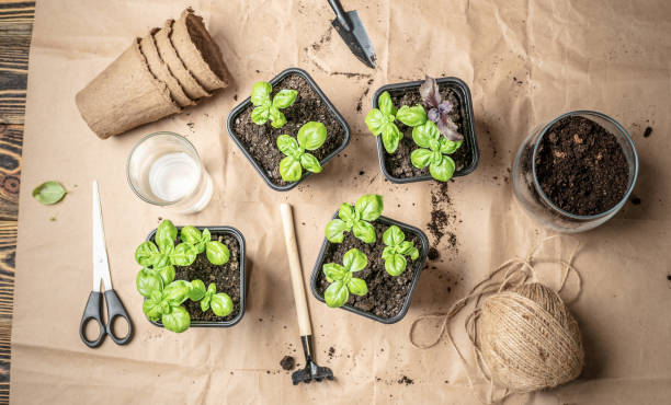 istock Basil seedlings in biodegradable pots on window sill. Green plants in peat pots. Baby plants sowing in small pots. Trays for agricultural seedlings. Gardening at home. Peaceful hobby. 1370828764