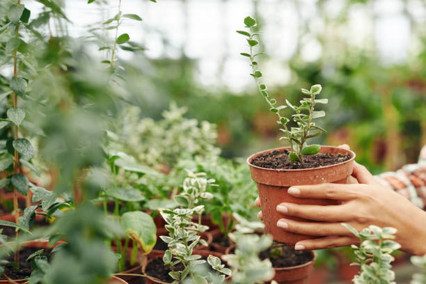 Unrecognizable woman working in greenhouse shop choosing at taking young plant in pot, medium close-up Taking Pot With Young Plant gardening stock pictures, royalty-free photos & images