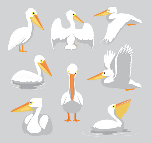 ilustrações, clipart, desenhos animados e ícones de animal white pelican posa conjunto de vetores de desenho animado - pelicano