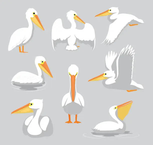 Vector illustration of Animal White Pelican Poses Cartoon Vector Set