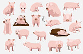 istock Cartoon White Pig Cute Various Poses Cartoon Vector Illustration 1370833023