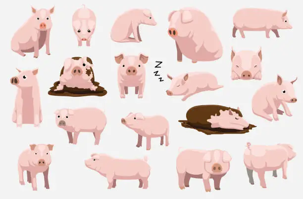 Vector illustration of Cartoon White Pig Cute Various Poses Cartoon Vector Illustration